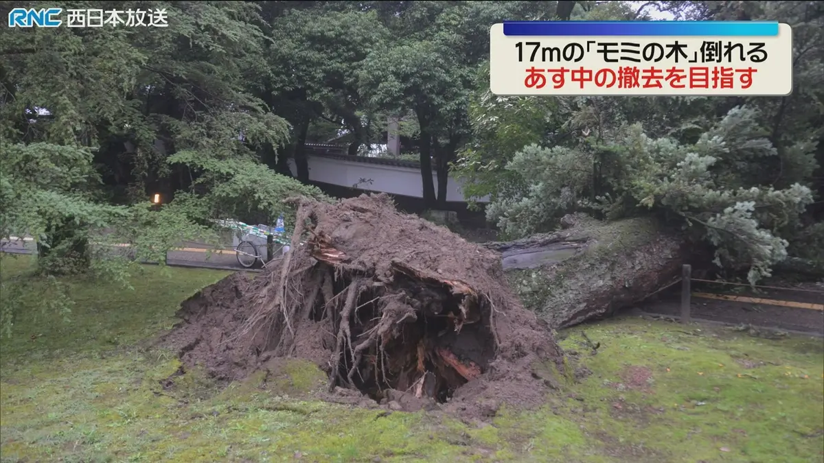 日テレNEWS NNN 7月7日(火) 11:41 倒れたモミの木の撤去作業 岡山