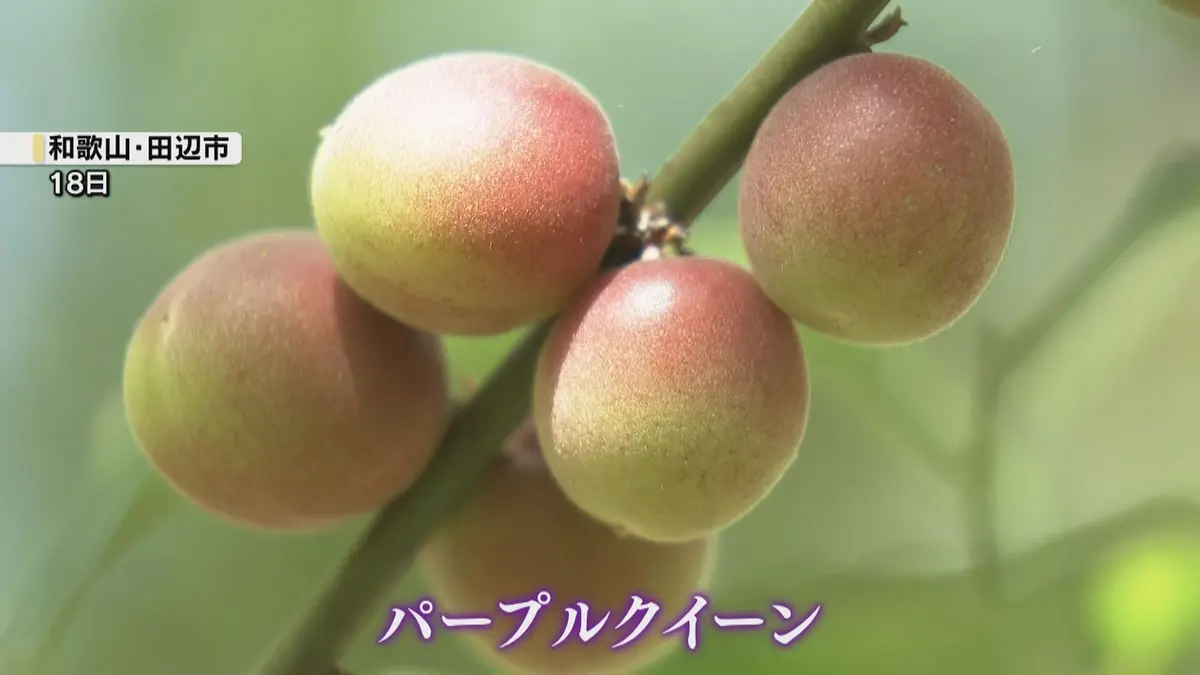 日テレNEWS NNN 5月23日(土) 17:48 小梅の収穫始まる 今年は生育が良く