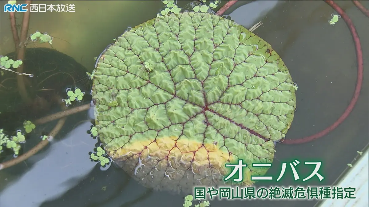 オニバス 発芽苗　3株　B 日テレNEWS NNN 7月17日(金) 18:49 絶滅危惧種オニバス復活へ 高校生が