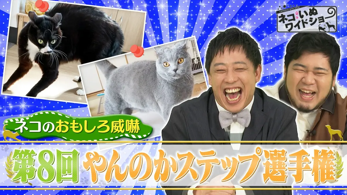 やん 猫 十 三