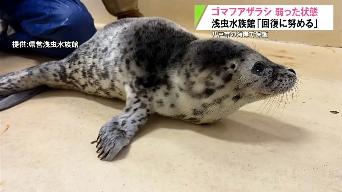 日テレNEWS NNN 6月18日(木) 17:04 蕪島近くの海岸でゴマフアザラシの