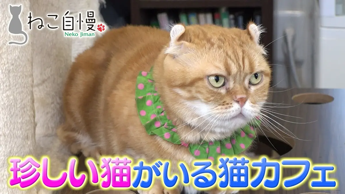 ねこ ねこ自慢 9月16日(水)放送分 サンシャイン池崎が多彩な猫と触れ合える