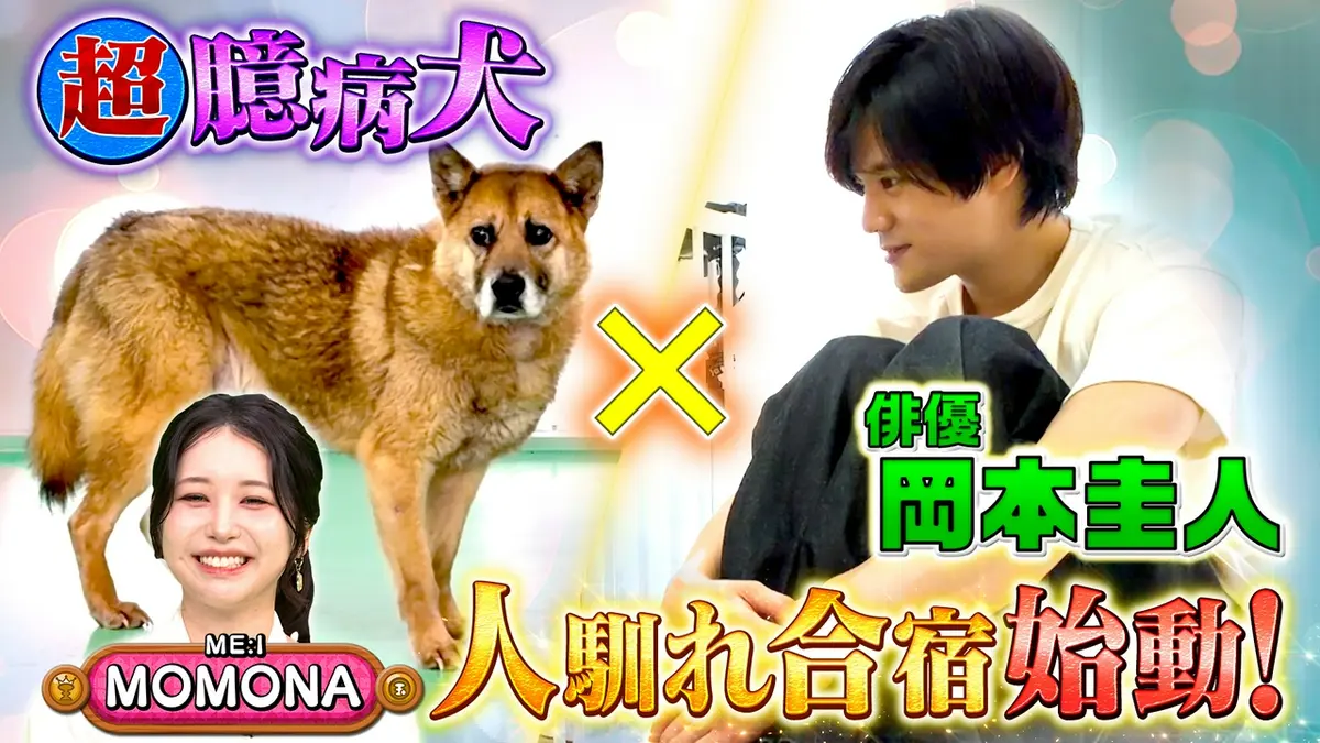 犬 顔 俳優