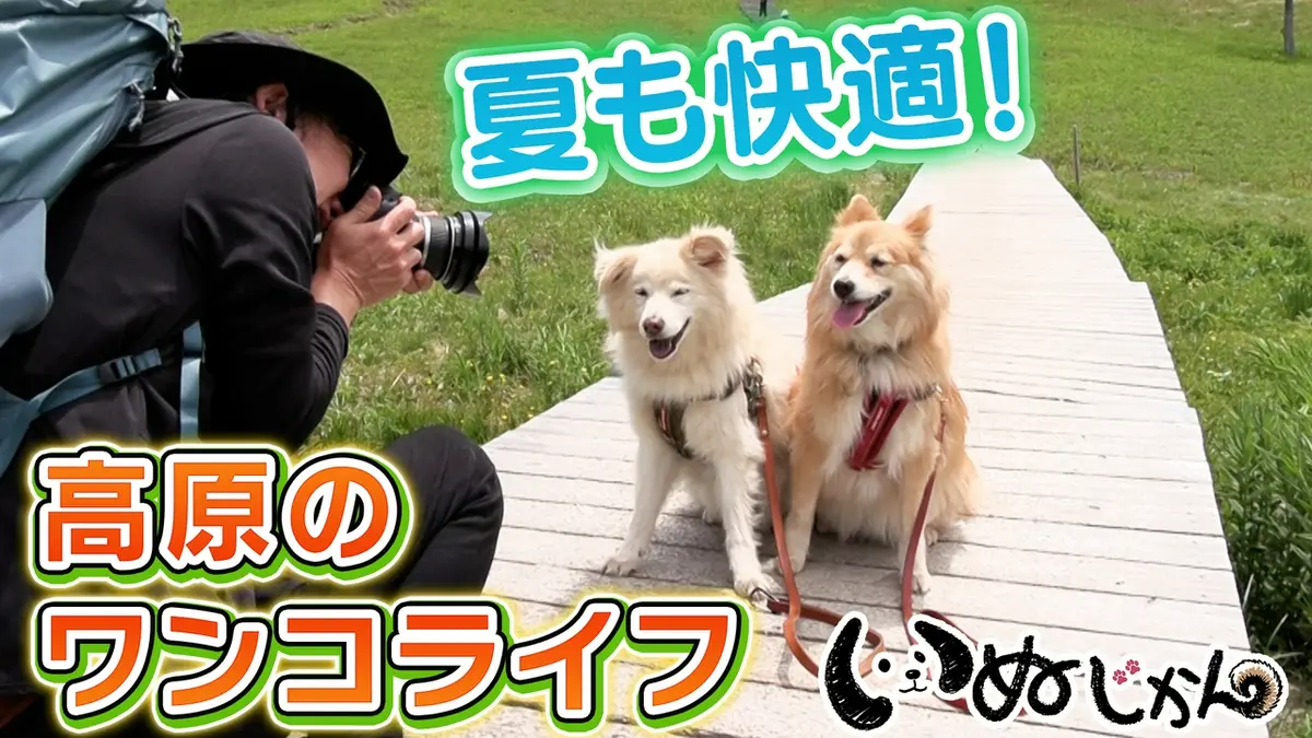 いぬじかん 8月22日(土)放送分 高橋ひとみが愛犬と登場！八ヶ岳で