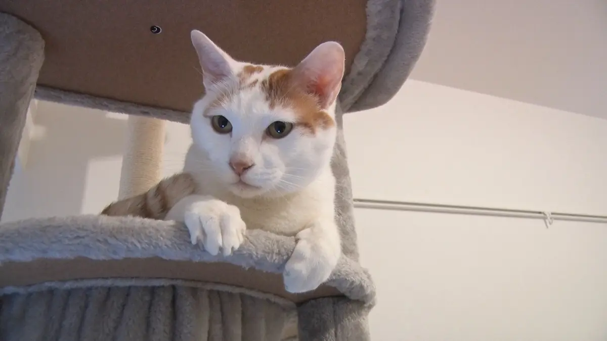ねこ自慢 3月11日(水)放送分 サンシャイン池崎のヒザが猫にモテモテ