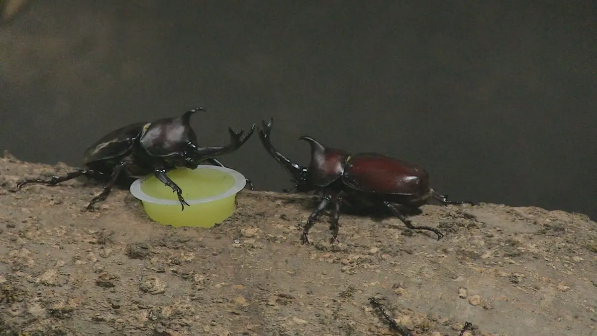 日テレNEWS NNN 7月3日(金) 19:52 夏の昆虫・カブトムシにも猛暑対策