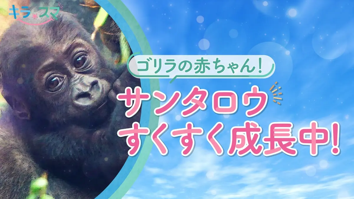 キラスマ 9月8日(火)放送分 京都市動物園のゴリラの赤ちゃん