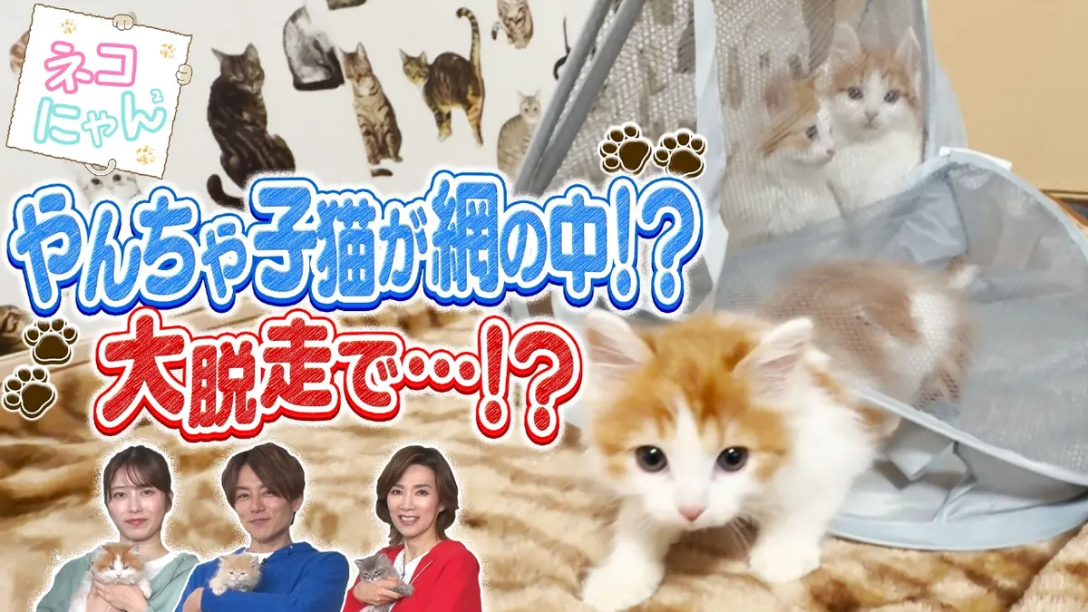 ネコにゃん ～子猫はじめて体験物語2026～ 2月22日(日)放送分 ドキドキ