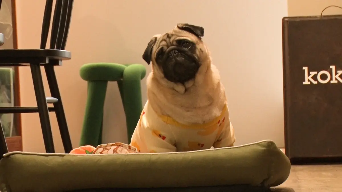 いぬくん maxresdefault.jpg