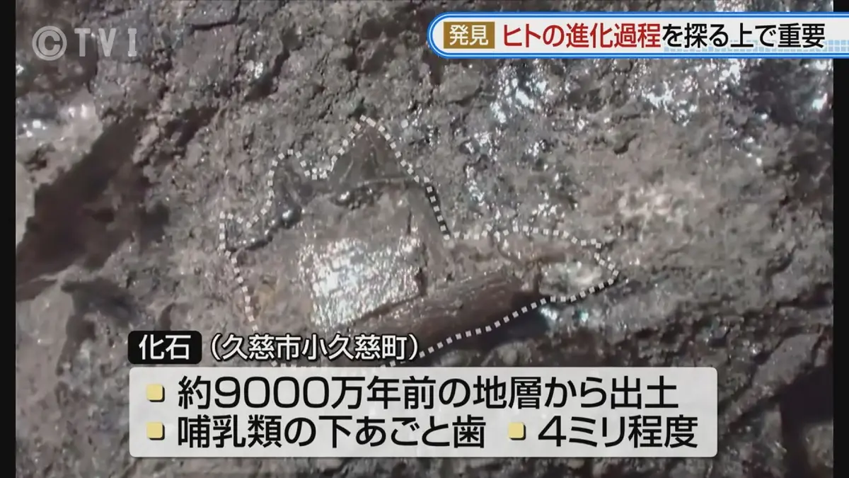 日テレNEWS NNN 7月17日(金) 18:55 約9000万年前の地層から発掘