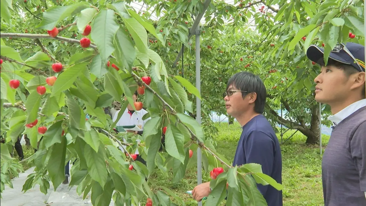 日テレNEWS NNN 6月4日(木) 19:53 サクランボ生産量日本一の東根市で