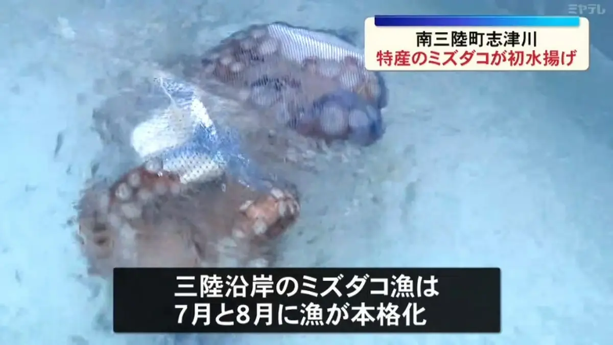日テレNEWS NNN 7月4日(土) 17:10 ミズダコが今シーズン初水揚げ（宮城