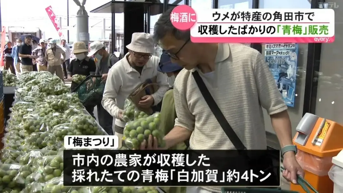 日テレNEWS NNN 6月13日(土) 17:52 梅酒用が人気、収穫したばがりの