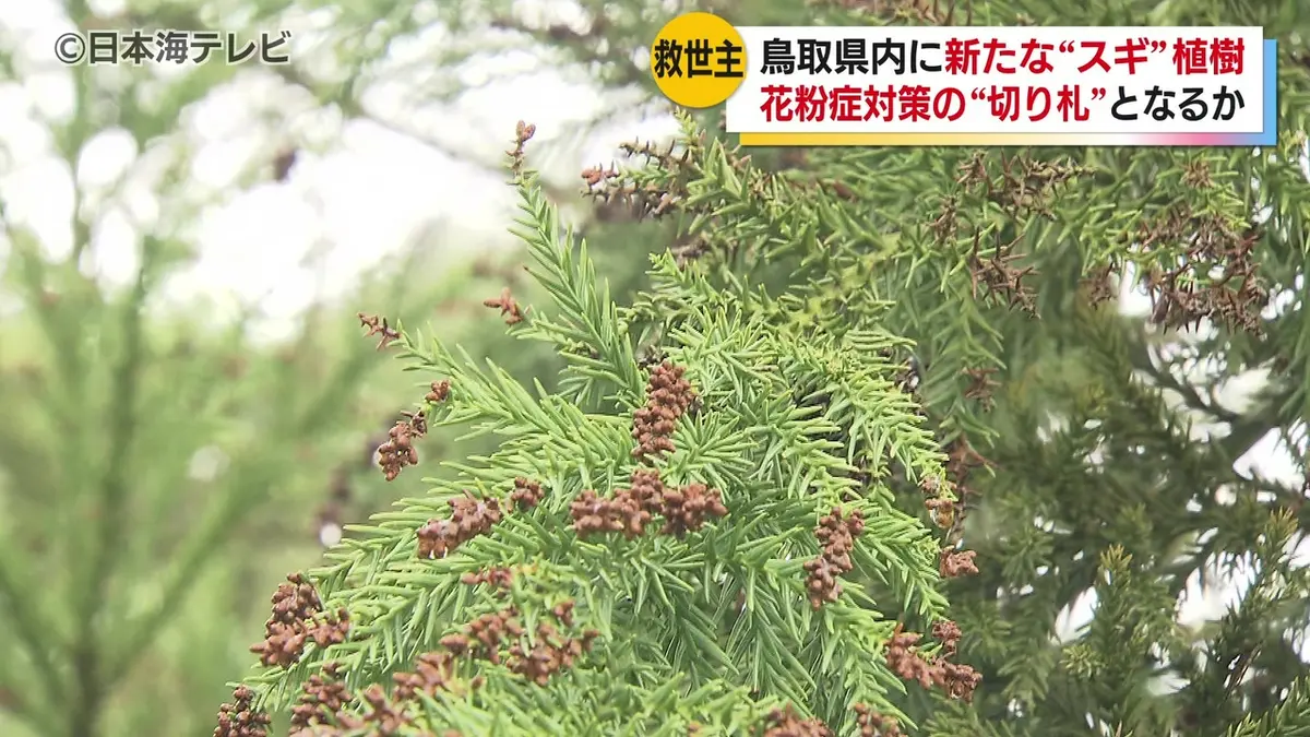日テレNEWS NNN 4月27日(月) 19:04 鳥取県内初の「無花粉スギ」 富山県