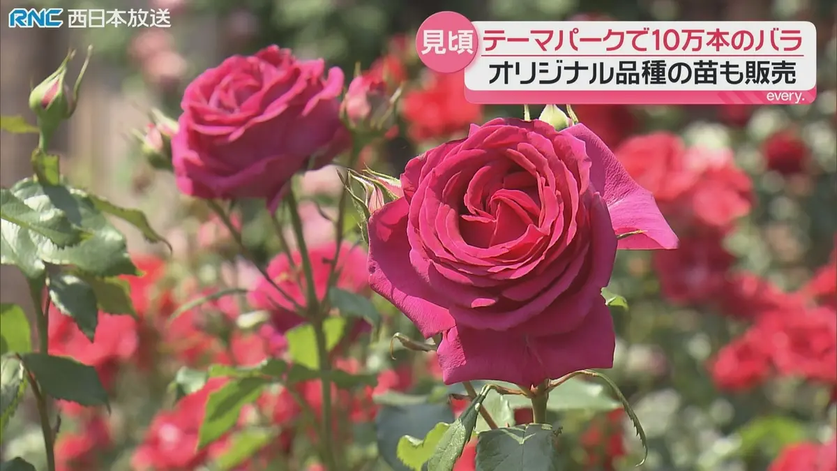 日テレNEWS NNN 5月19日(火) 18:50 気高く咲く世界のバラ10万本 レオマ