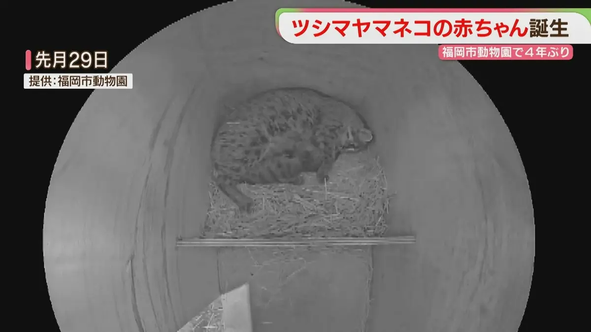 日テレNEWS NNN 5月5日(火) 16:43 ツシマヤマネコの赤ちゃん誕生 父は