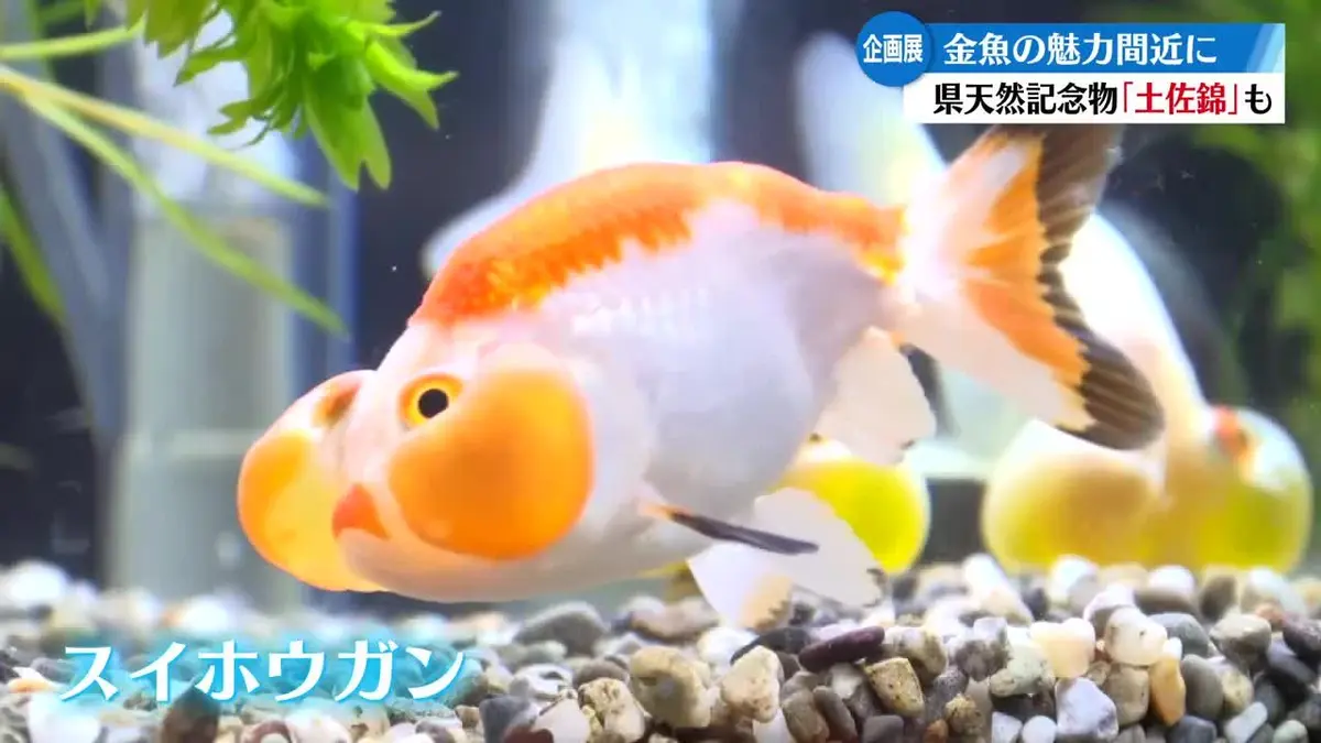 海洋金魚 日テレNEWS NNN 8月7日(金) 11:52 足摺海洋館SATOUMIで『金魚展』開催