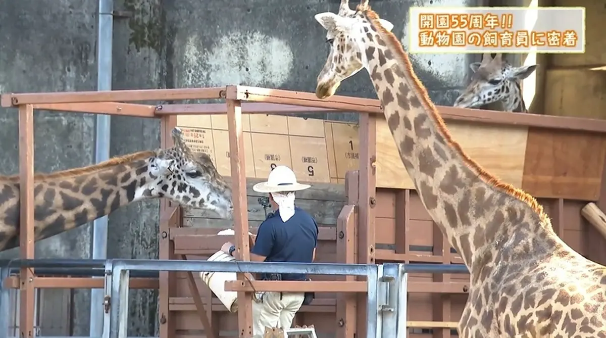日テレNEWS NNN 6月10日(水) 16:26 【開園55年】動物への愛をつなぐ