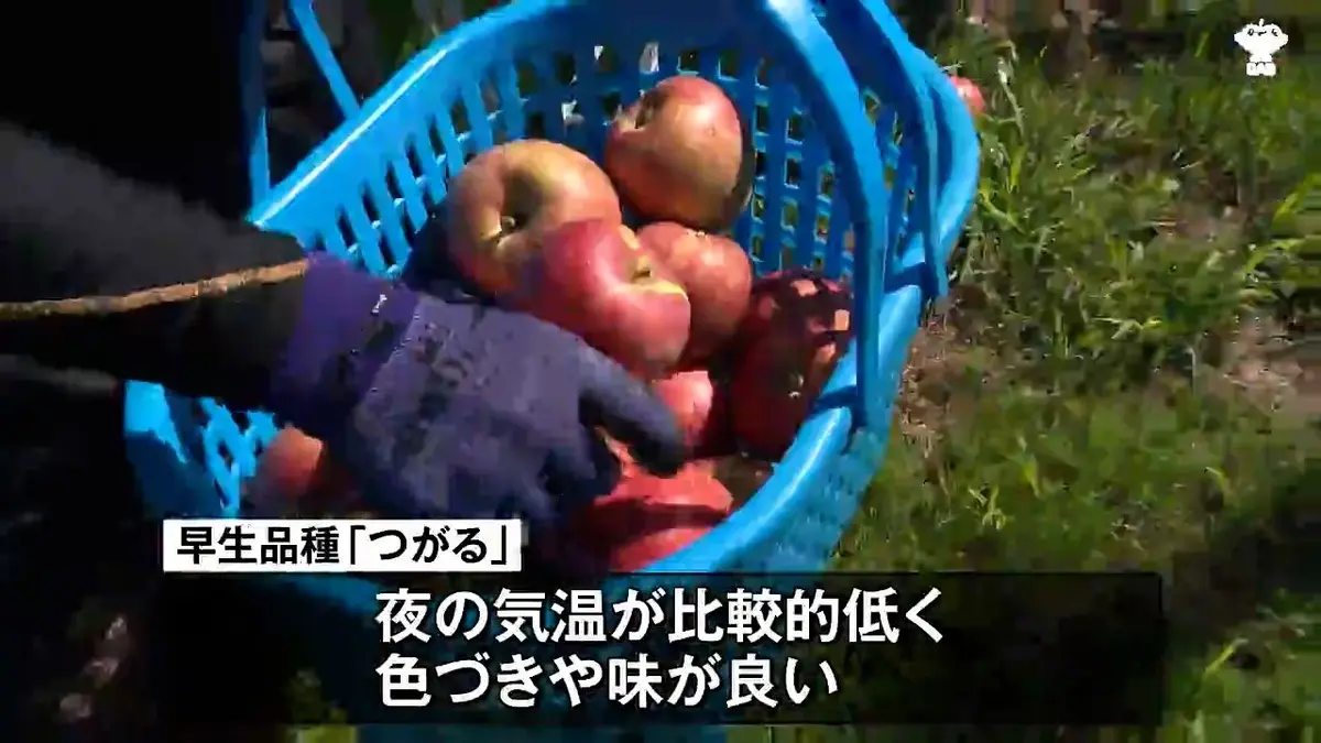 日テレNEWS NNN 8月28日(金) 12:01 昼夜の気温差で色づき進み味も良い