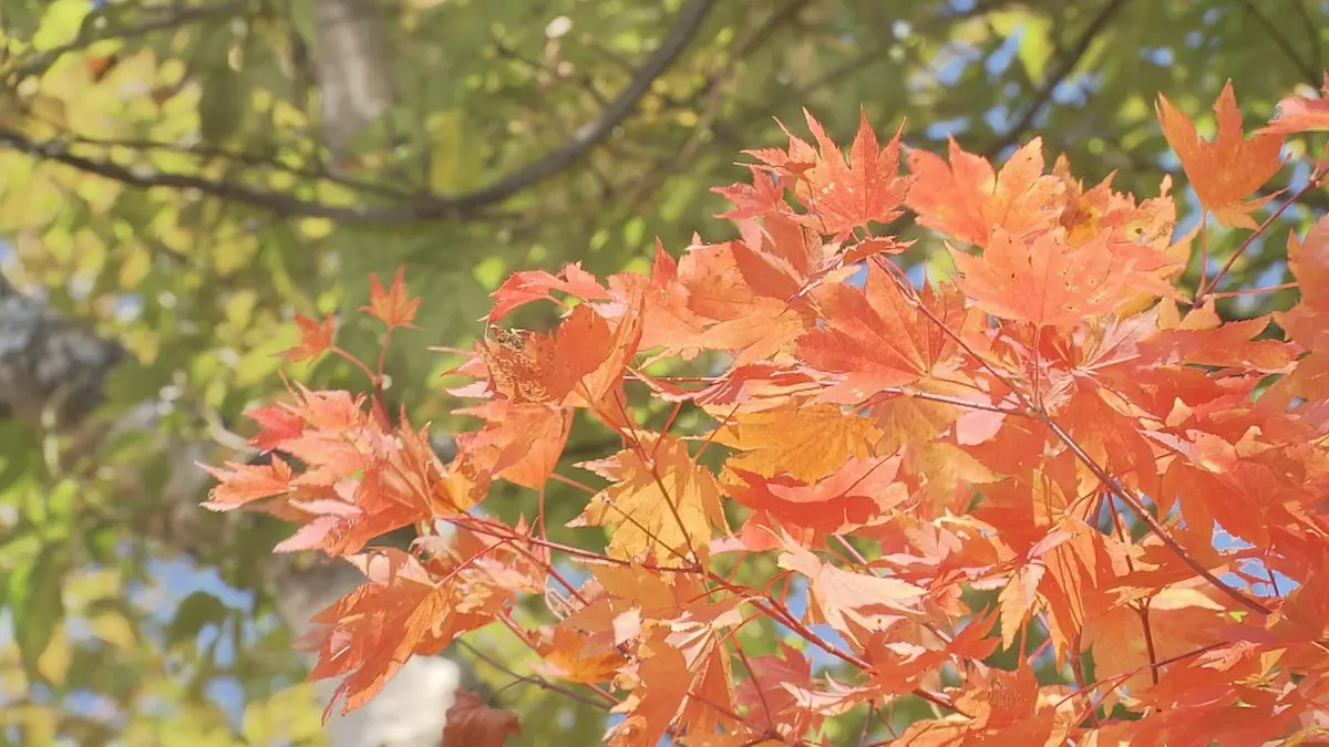 日テレNEWS NNN 10月9日(金) 18:42 志賀高原に紅葉シーズン到来