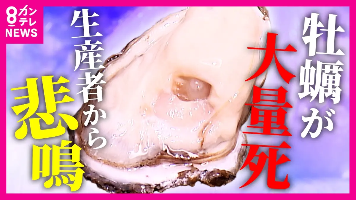 newsランナー 11月19日(水)放送分 兵庫の海で養殖カキのおよそ8割が 