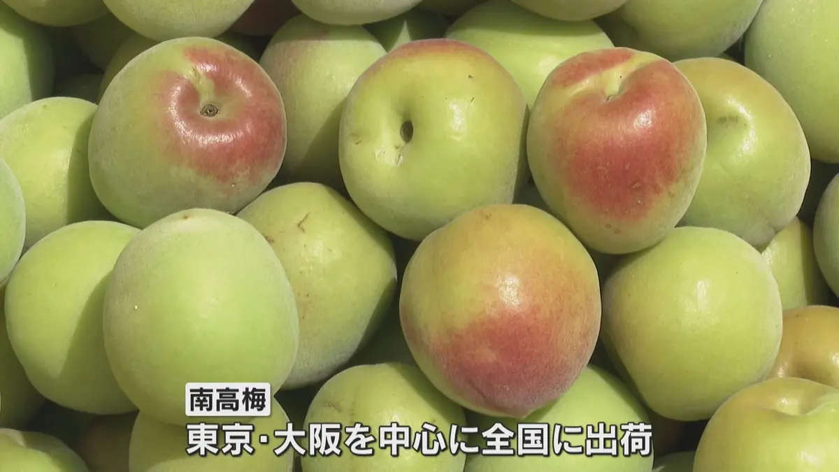 日テレNEWS NNN 6月6日(土) 12:22 実は例年より大きめ「南高梅」の収穫