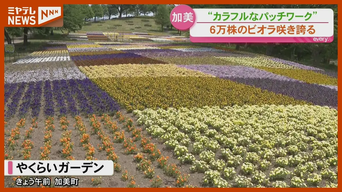 日テレNEWS NNN 5月14日(木) 6:30 “パッチワーク”のような花畑、ビオラ
