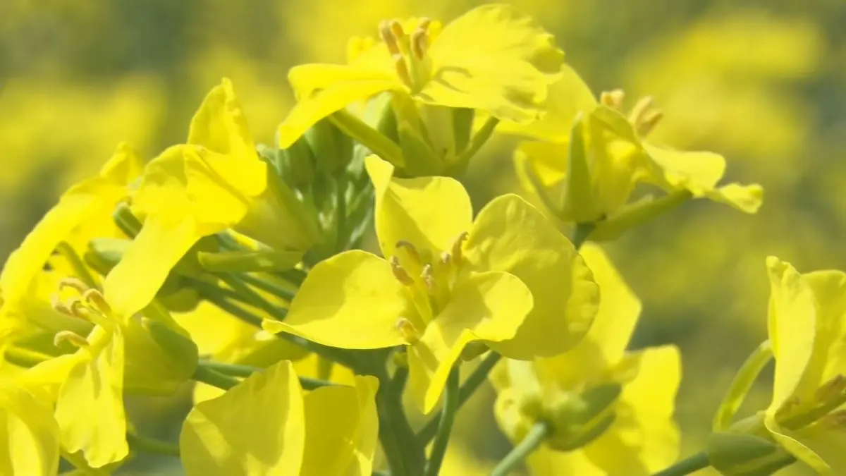 日テレNEWS NNN 4月25日(土) 17:53 残雪の浅間山をバック…菜の花見頃
