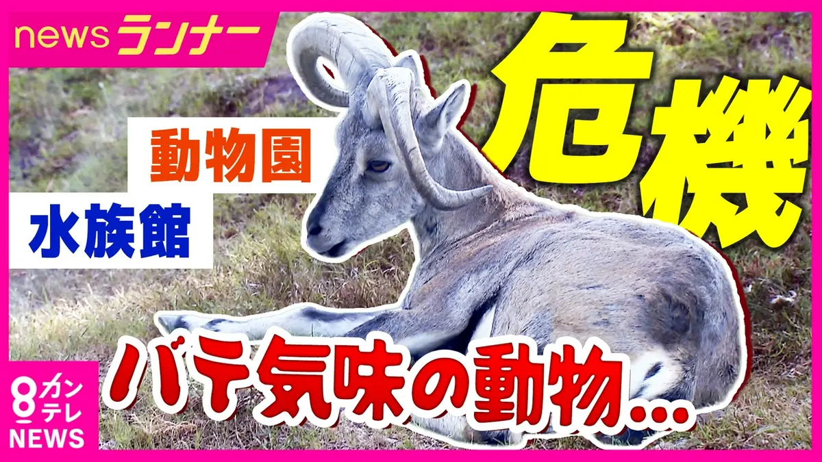 【中古】 動物がかわいそう newsランナー 7月20日(月)放送分 「オオカミも陰でぐったり…」動物たち