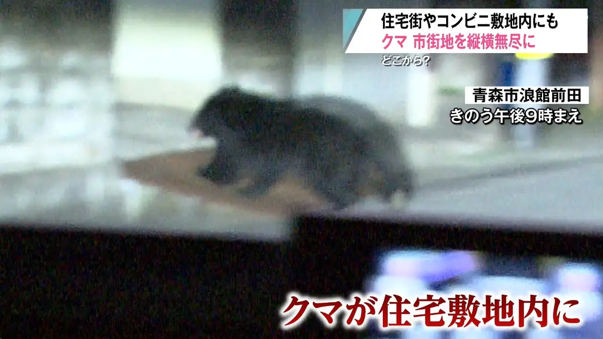 日テレNEWS NNN 5月15日(金) 20:47 県庁近くや神社、アスパムにも…青森