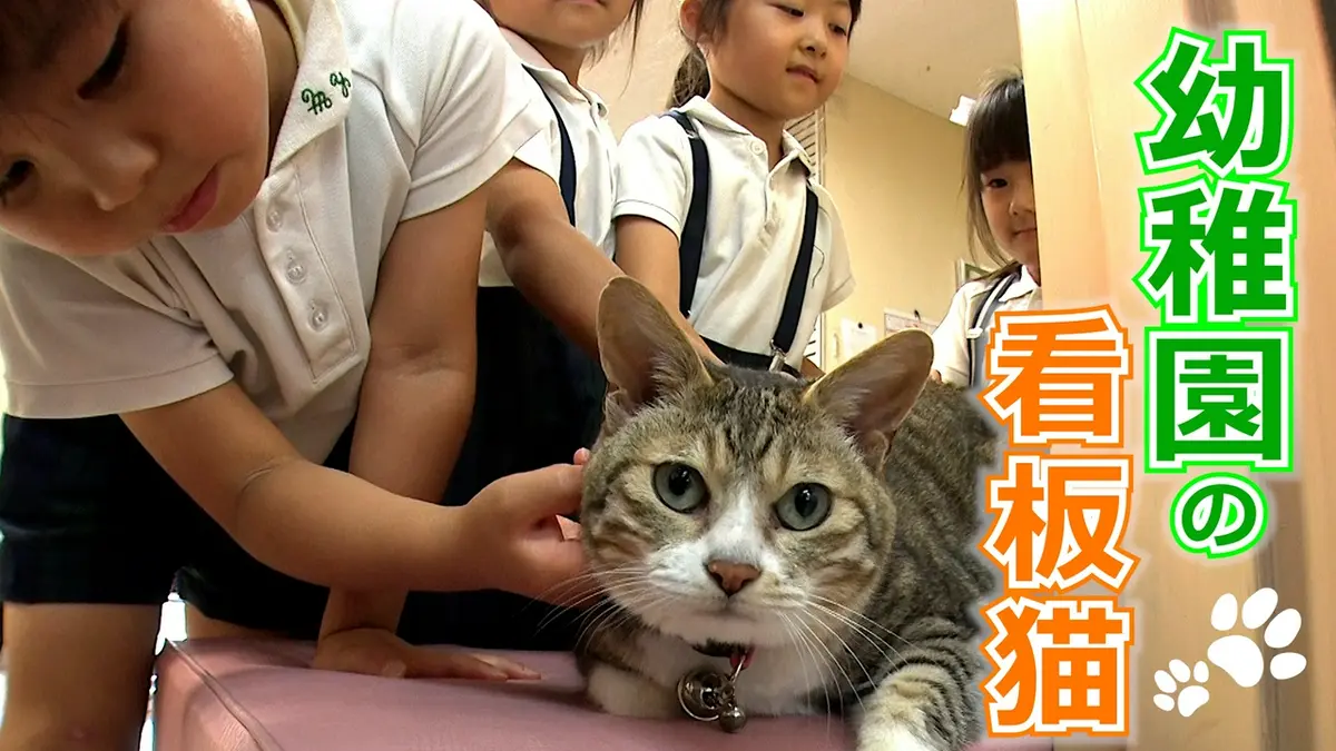 ねこ自慢 8月26日(水)放送分 阿佐ヶ谷姉妹が幼稚園の看板猫を訪問▽海