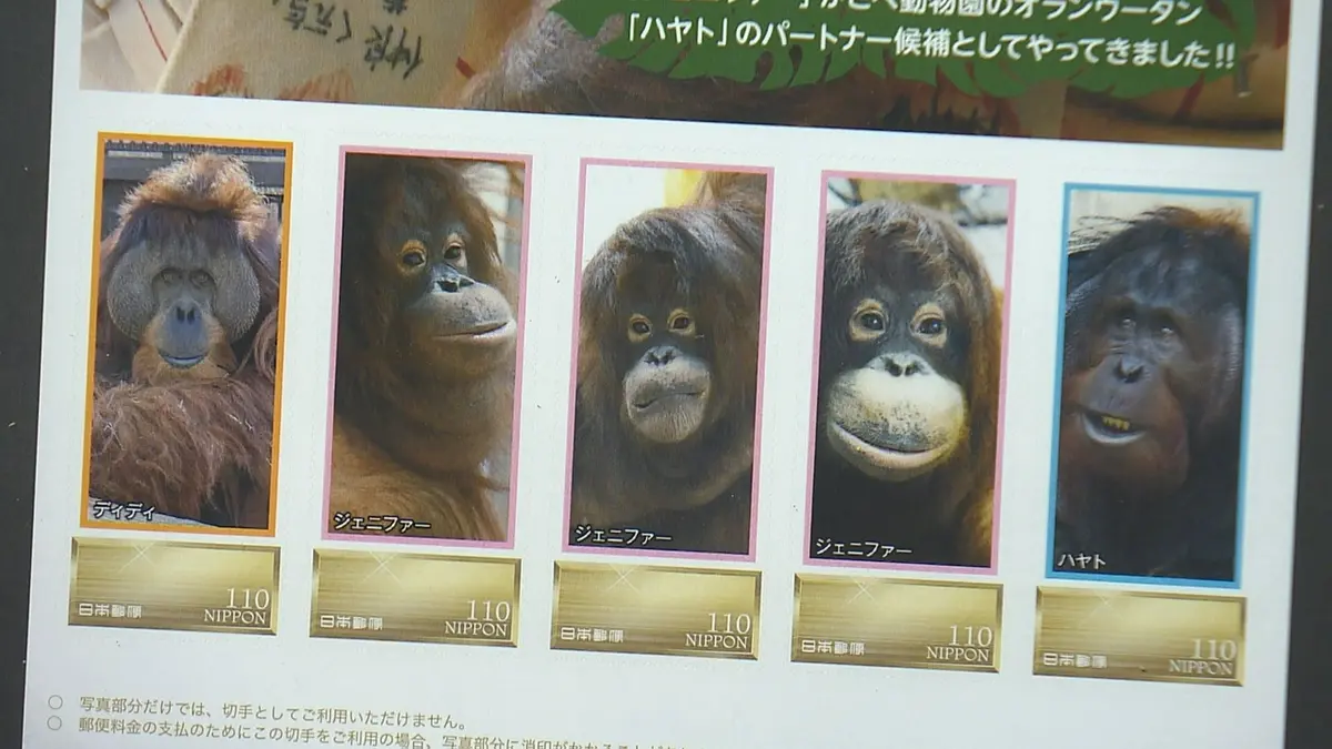 日テレNEWS NNN 6月2日(火) 19:45 オランウータンの「国際共同繁殖
