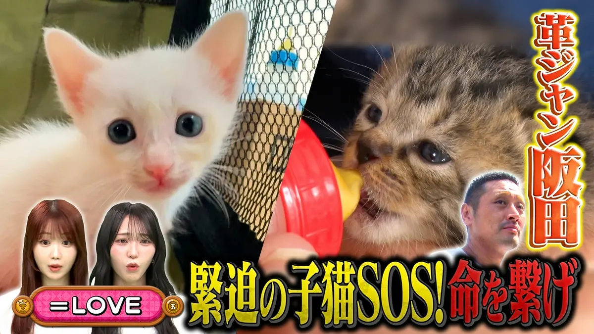 坂上どうぶつ王国 5月29日(金)放送分 野良猫出産ラッシュ！子猫保護に