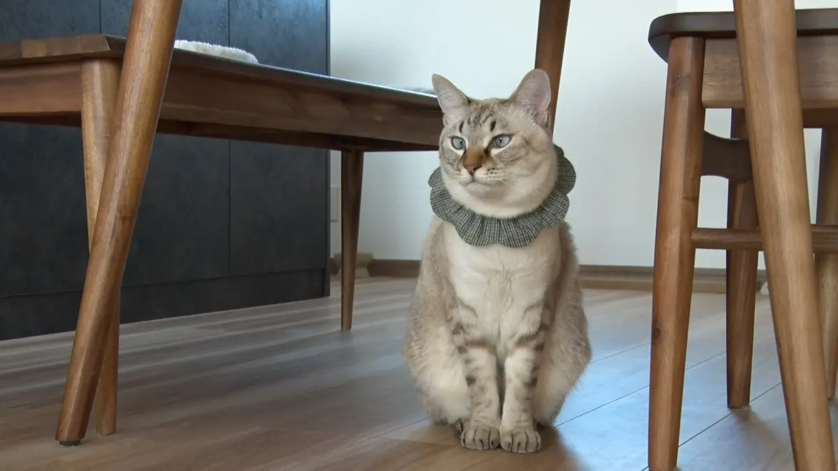 ねこ自慢 3月25日(水)放送分 再生1000万回のバズリ動画の猫の正体