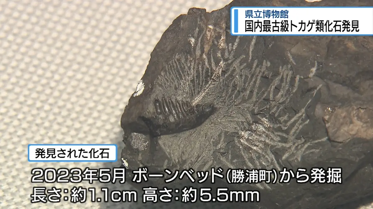 日テレNEWS NNN 7月2日(木) 18:00 国内最古級！トカゲ類の化石 勝浦町