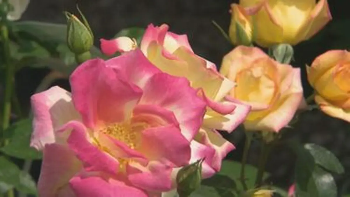 日テレNEWS NNN 5月9日(土) 14:54 5万点を超える花や植木「古賀植木