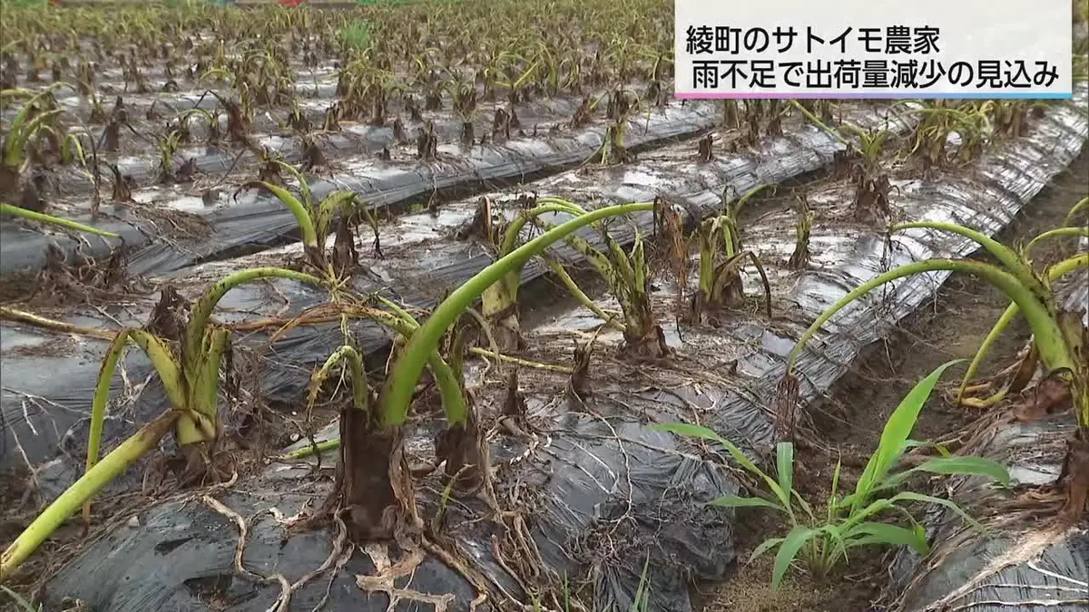 日テレNEWS NNN 8月28日(金) 18:28 深刻な雨不足 綾町のサトイモ出荷量