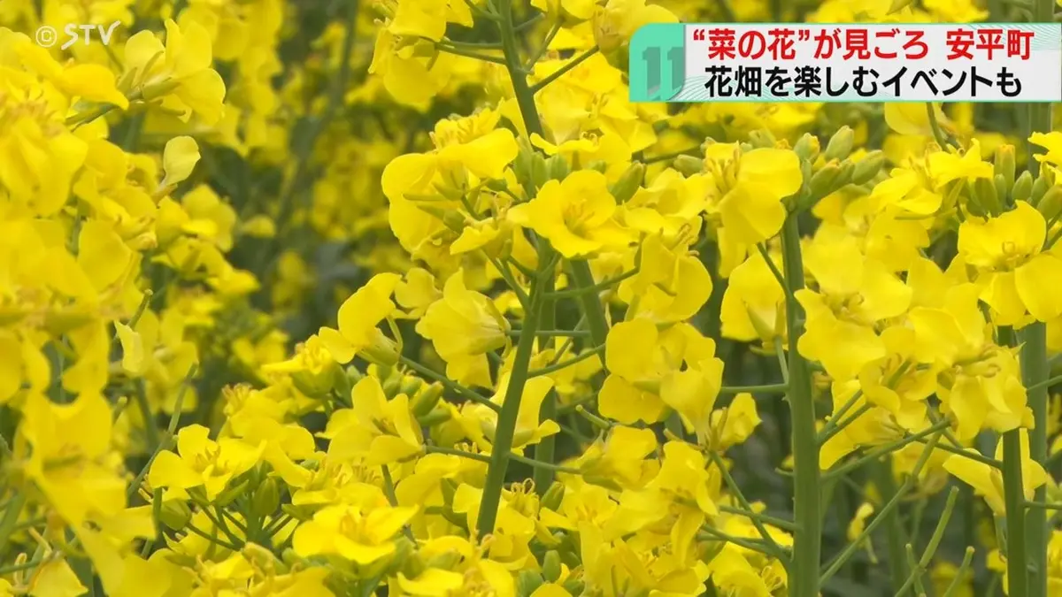 日テレNEWS NNN 5月19日(火) 11:52 丘一面に広がる黄色い絨毯 菜の花が