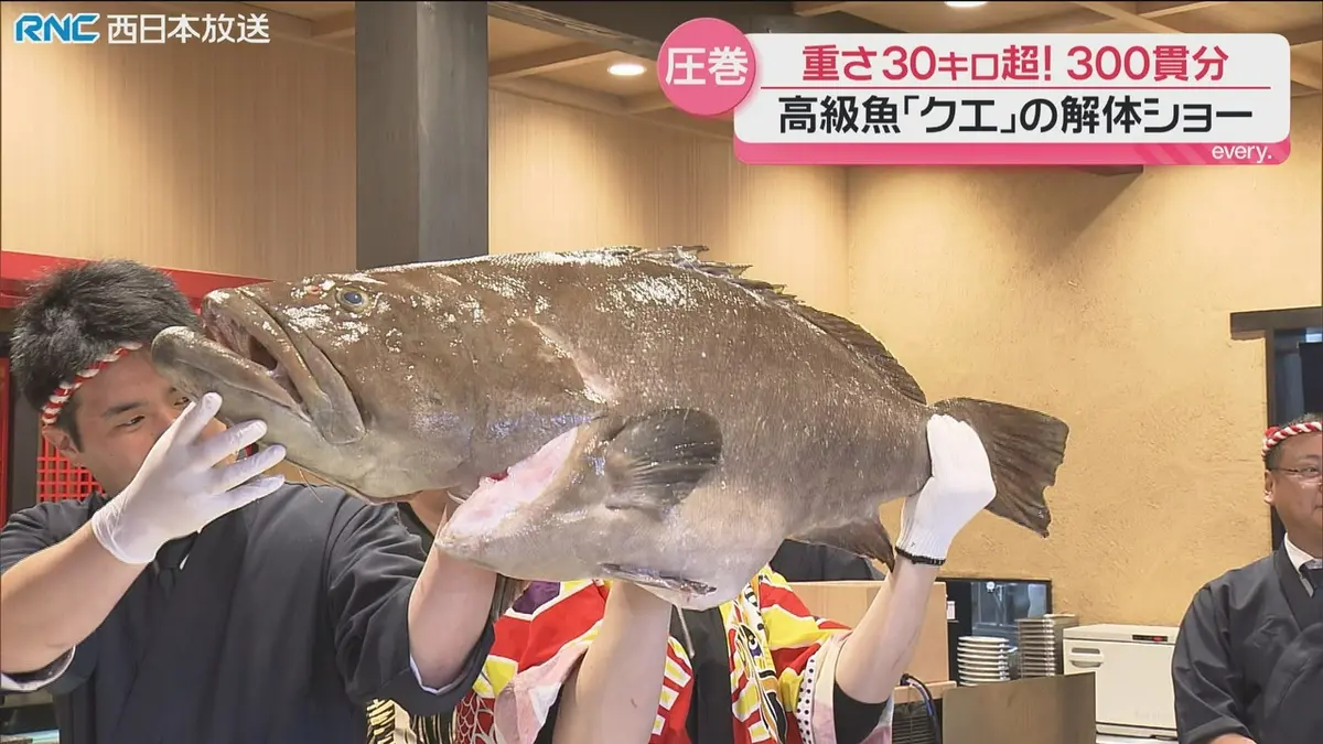 日テレNEWS NNN 6月16日(火) 16:43 30キロ超！高級魚クエ解体ショー