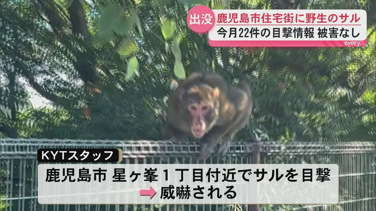 日テレNEWS NNN 8月28日(金) 19:21 鹿児島市の住宅街に野生のサル