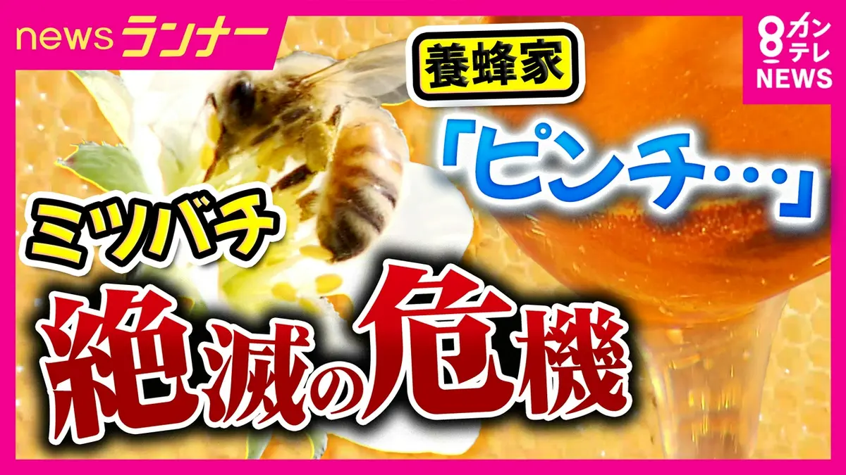ミツバチ newsランナー 5月20日(水)放送分 【ミツバチ激減】養蜂家「ピンチです