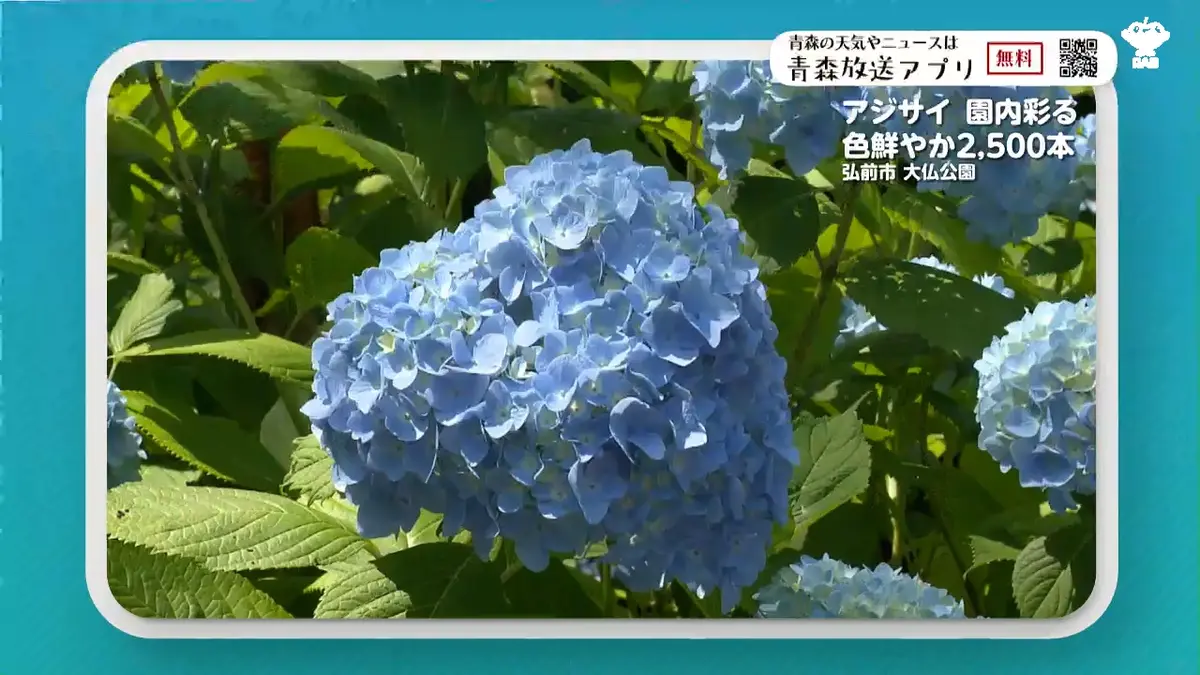 日テレNEWS NNN 7月3日(金) 19:54 青や薄紫など色とりどりのアジサイ見