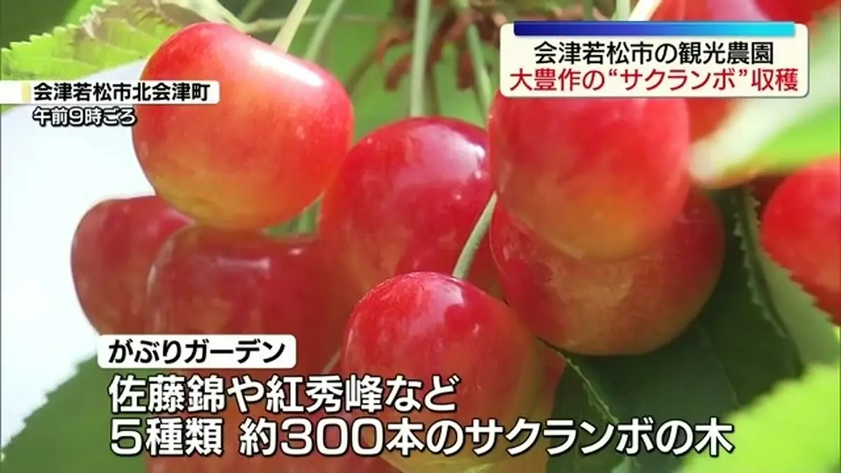 日テレNEWS NNN 6月17日(水) 11:59 今年は“大豊作”のサクランボ/収穫期