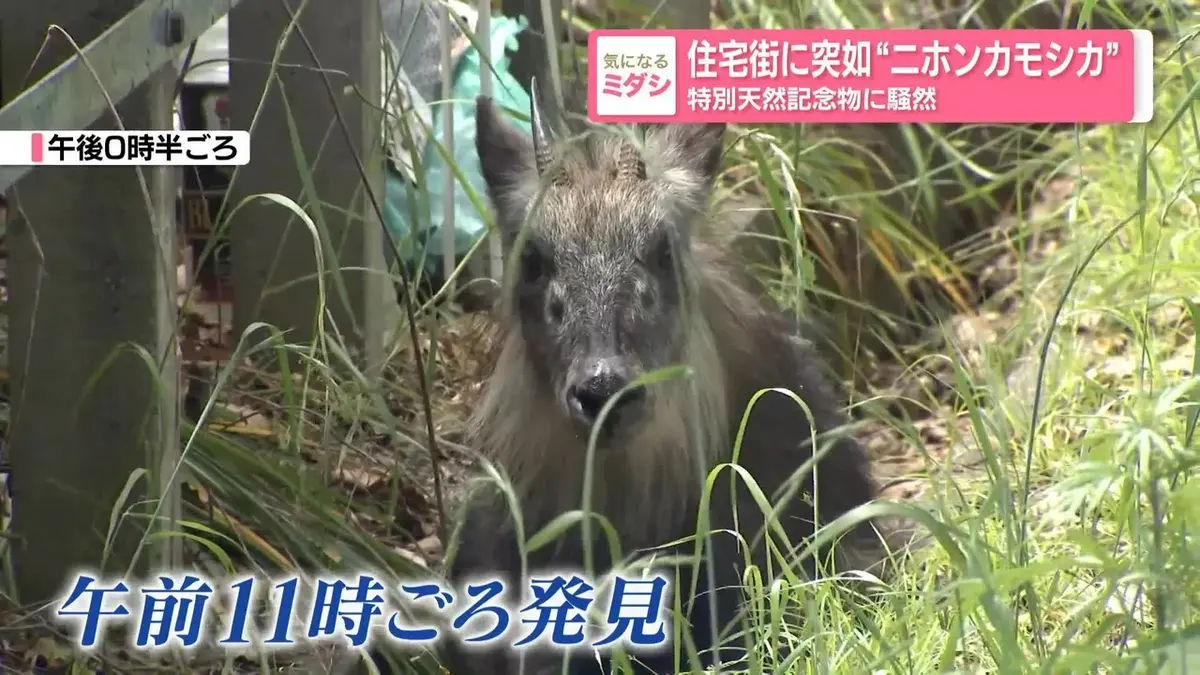日テレNEWS NNN 5月7日(木) 19:28 住宅街に突如“ニホンカモシカ”特別