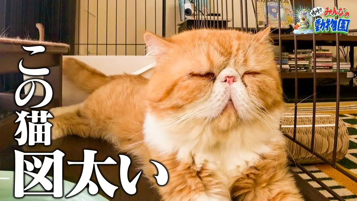 嗚呼!!みんなの動物園 6月27日(土)放送分 ブサカワ猫ニャオハが大喧嘩