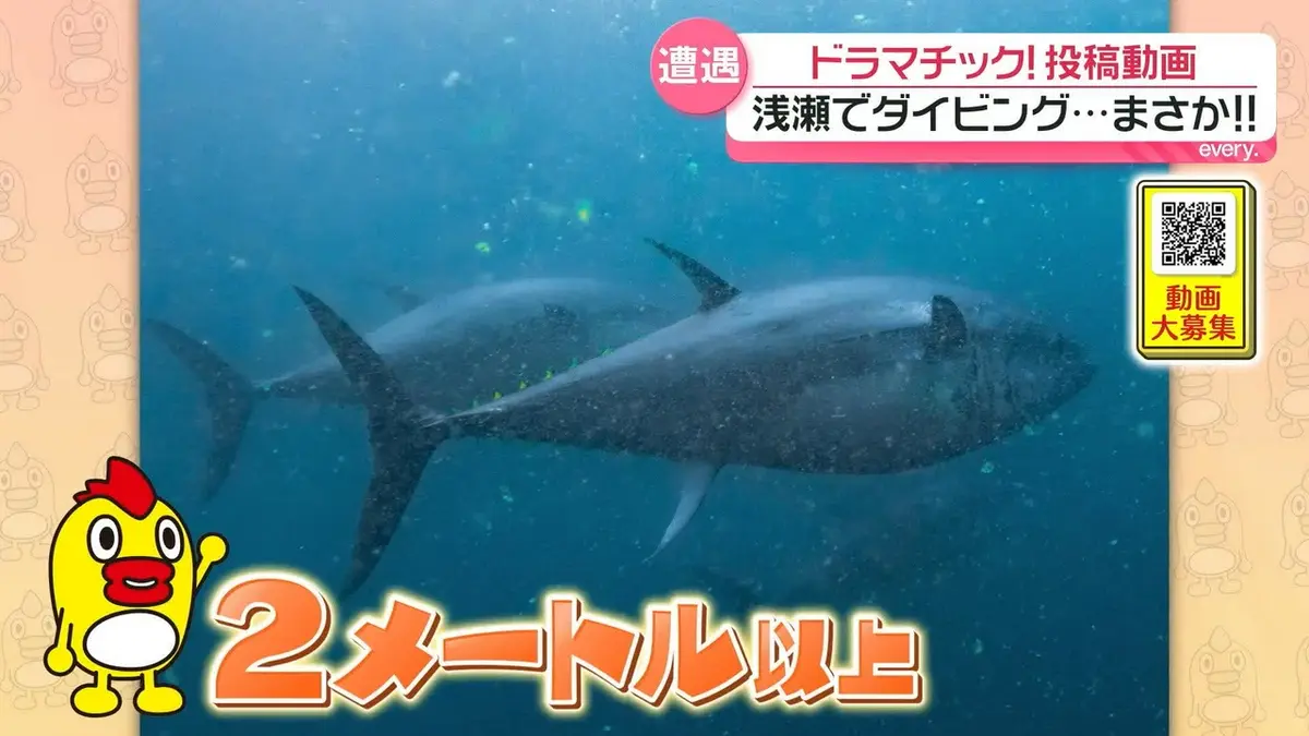 日テレNEWS NNN 7月2日(木) 17:04 【投稿動画】浅瀬でダイビング