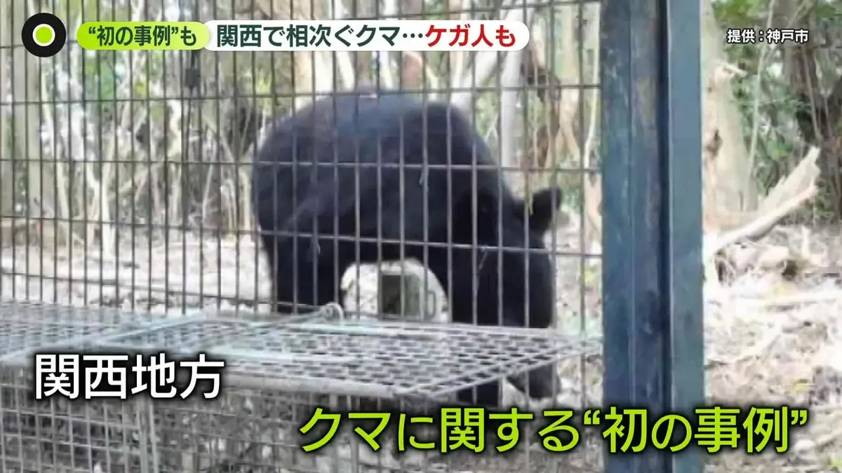 日テレNEWS NNN 6月18日(木) 0:31 関西で相次ぐクマ…神戸市でも初確認