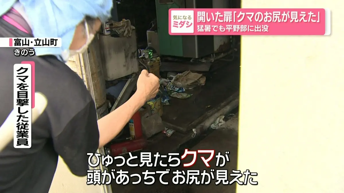 黄色いくまさん　青森岩木山採取　あけび蔓　150cm～ 20kg　1 日テレNEWS NNN 7月30日(木) 20:39 開いた扉『クマのお尻が見えた
