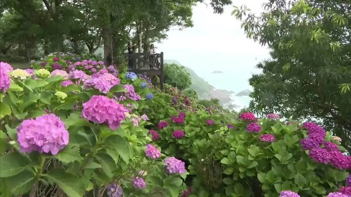 日テレNEWS NNN 6月10日(水) 12:00 日向灘を望む桃源郷岬 アジサイ200