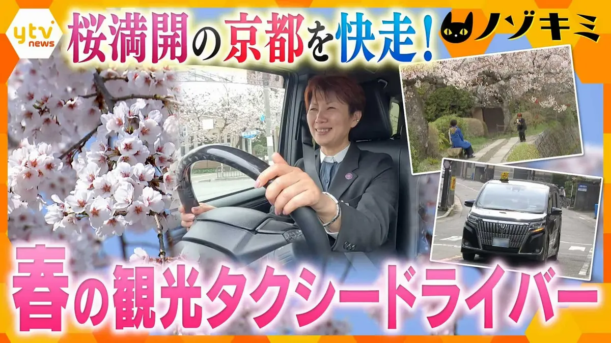 厳選！ytvニュース特集 4月17日(金)放送分 桜満開の京都！観光タクシー